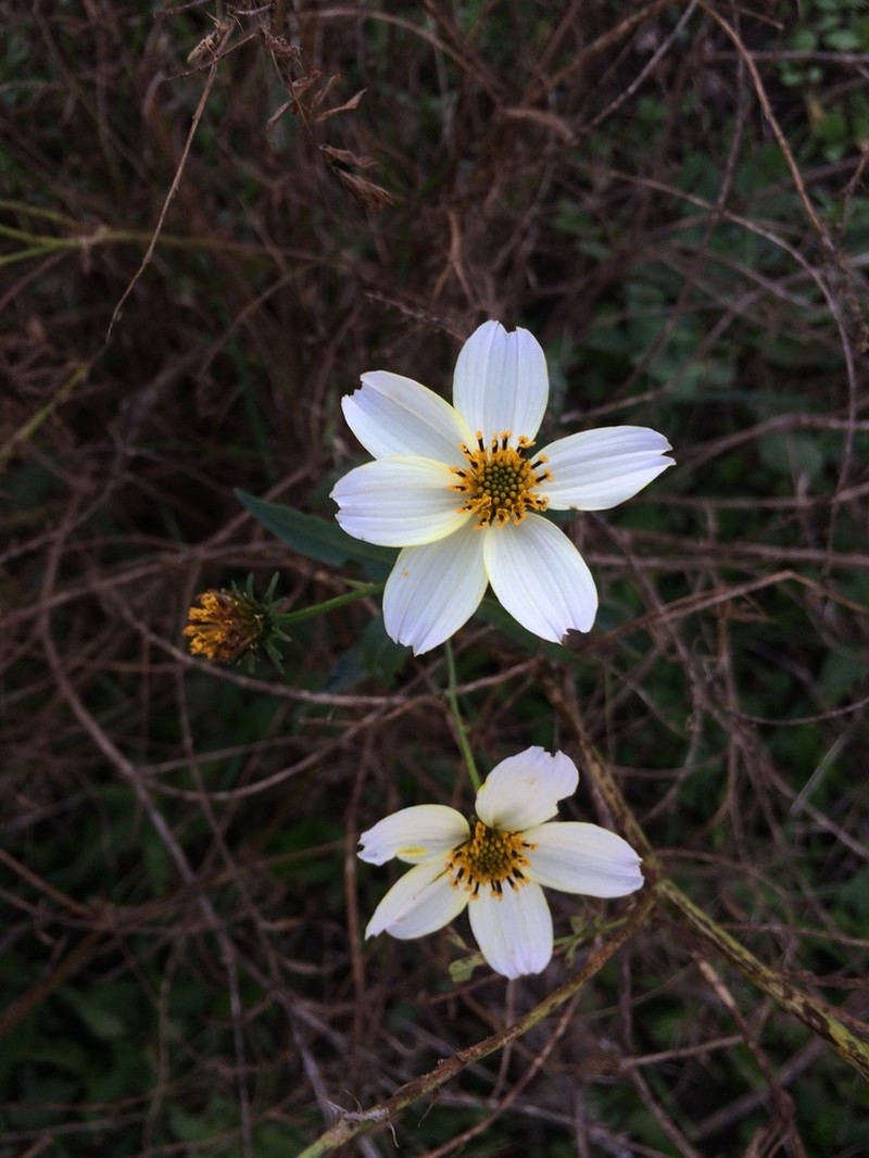 Apache Beggarticks photo 8