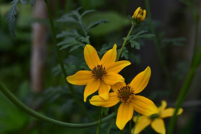Bidens ballsii photo 2