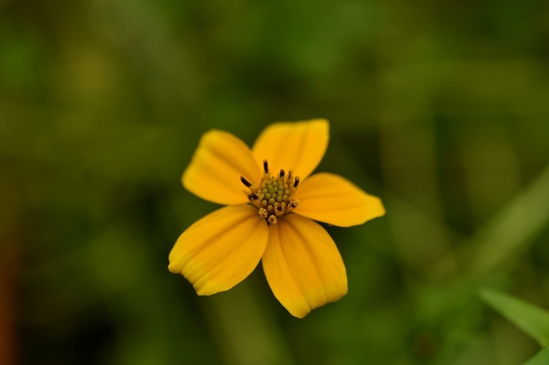 Bidens ballsii photo 3