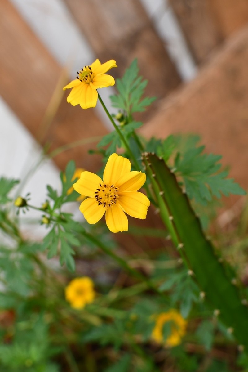 Bidens ballsii photo 4
