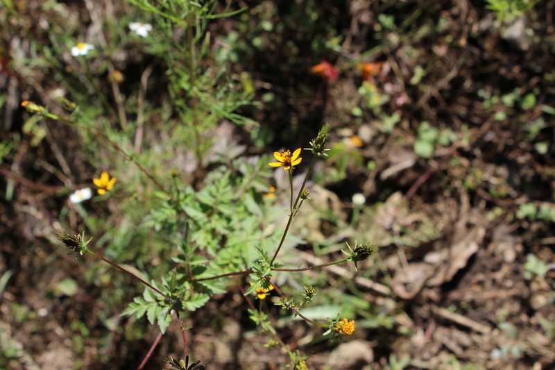 Bidens ballsii photo 5