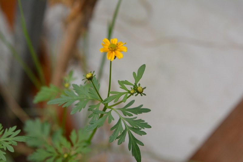 Bidens ballsii photo 6