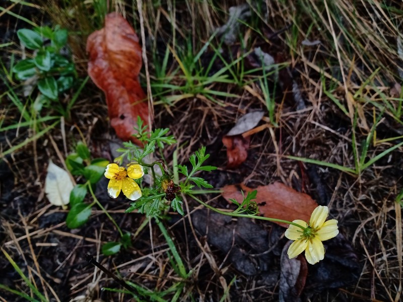 Bidens ballsii photo 8