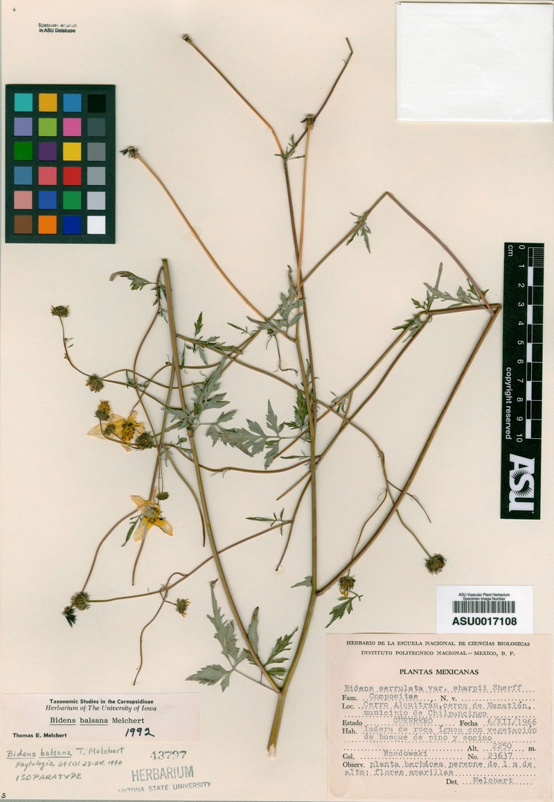 Bidens balsana