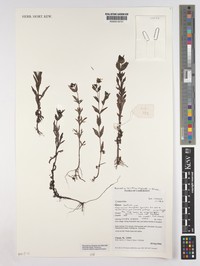 Bidens barteri