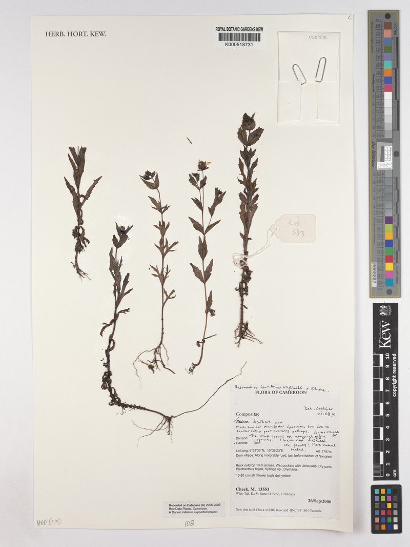 Bidens barteri