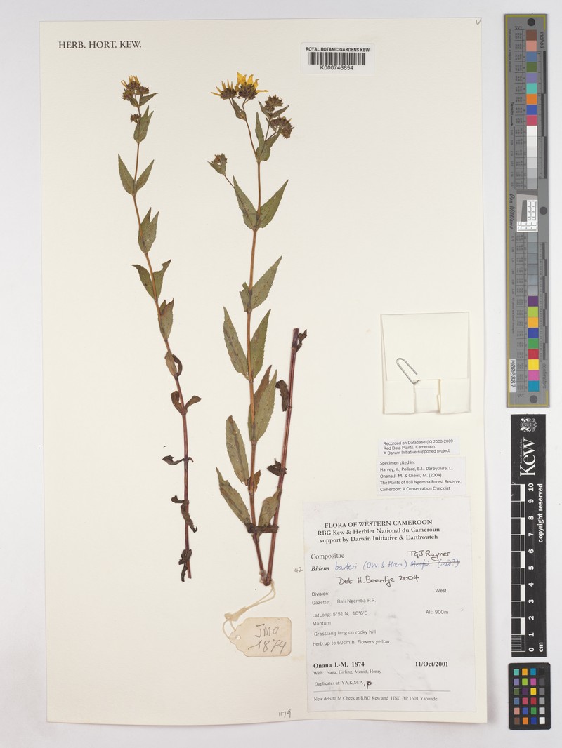 Bidens barteri photo 2