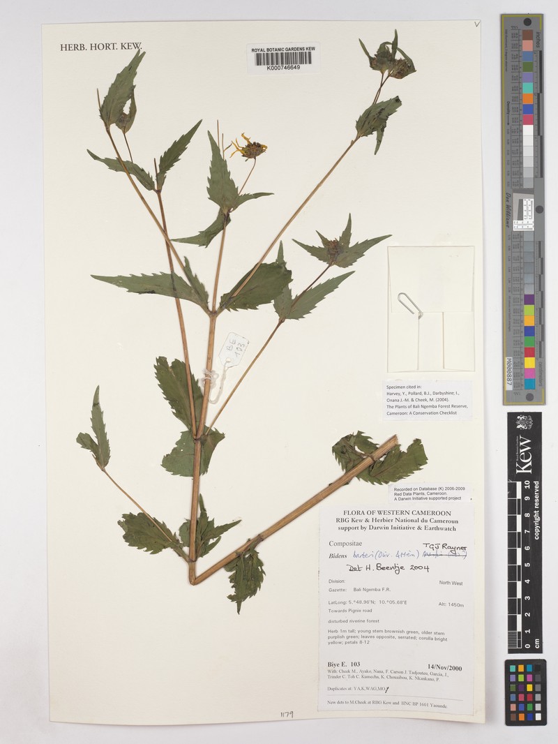 Bidens barteri photo 3