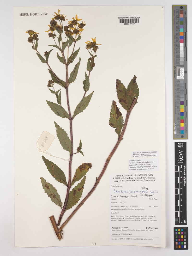 Bidens barteri photo 4