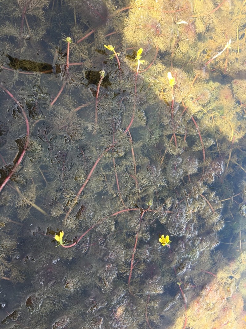 Beck's Water-Marigold photo 4