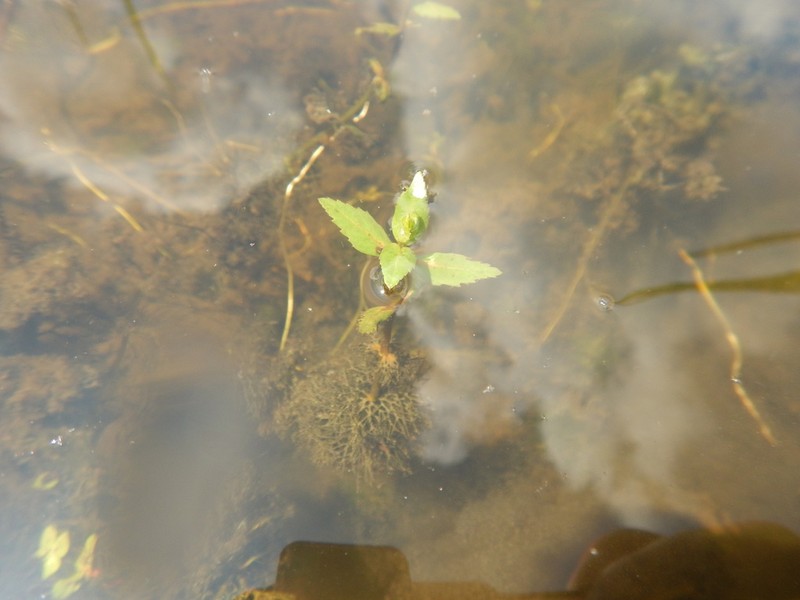 Beck's Water-Marigold photo 5