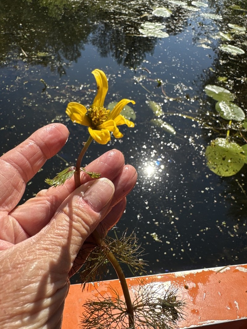 Beck's Water-Marigold photo 6