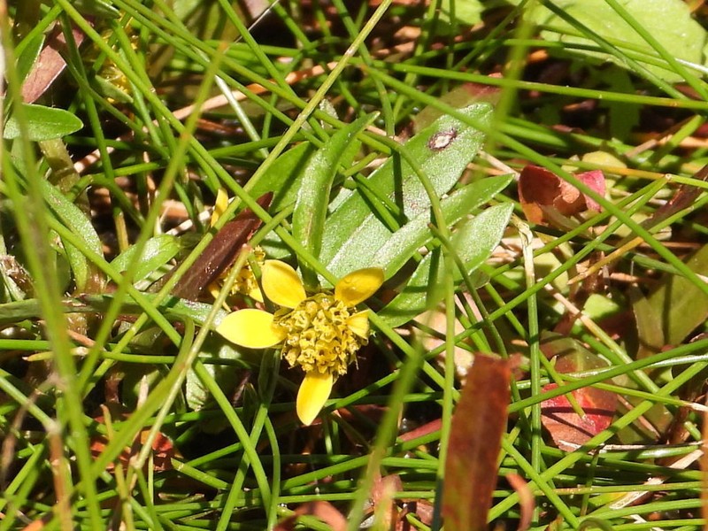 Beck's Water-Marigold photo 7