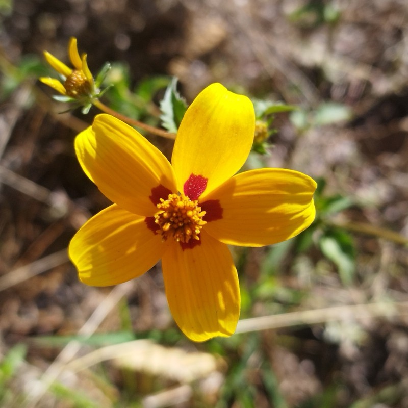 Bidens bicolor