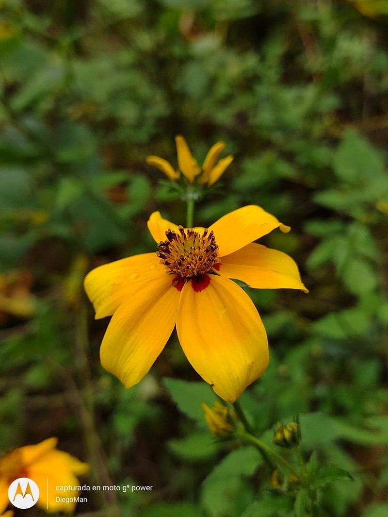 Bidens bicolor photo 2