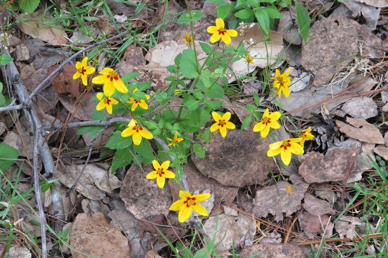Bidens bicolor photo 3
