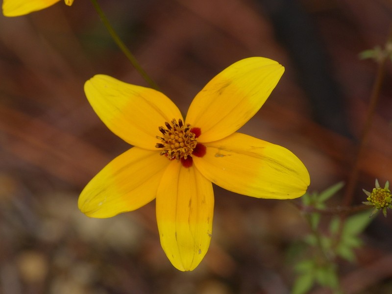Bidens bicolor photo 4