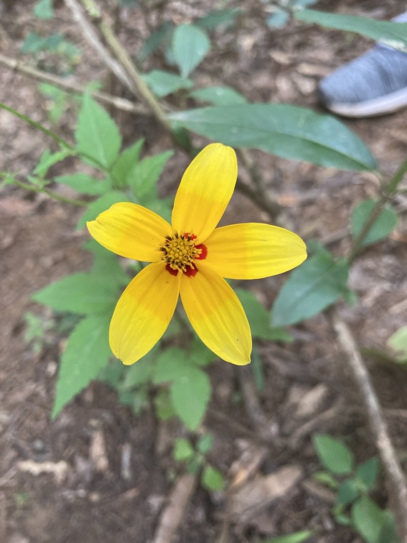 Bidens bicolor photo 5