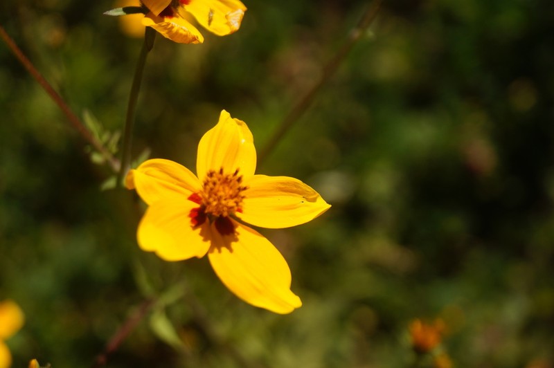 Bidens bicolor photo 6