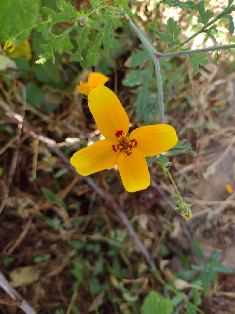 Bidens bicolor photo 7