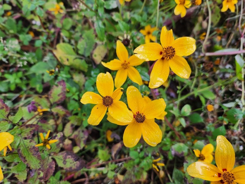 Bidens bicolor photo 8