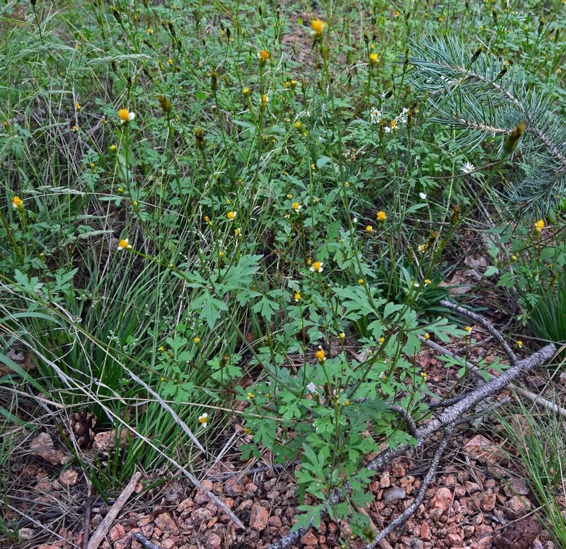 Bigelow's Beggarticks photo 2