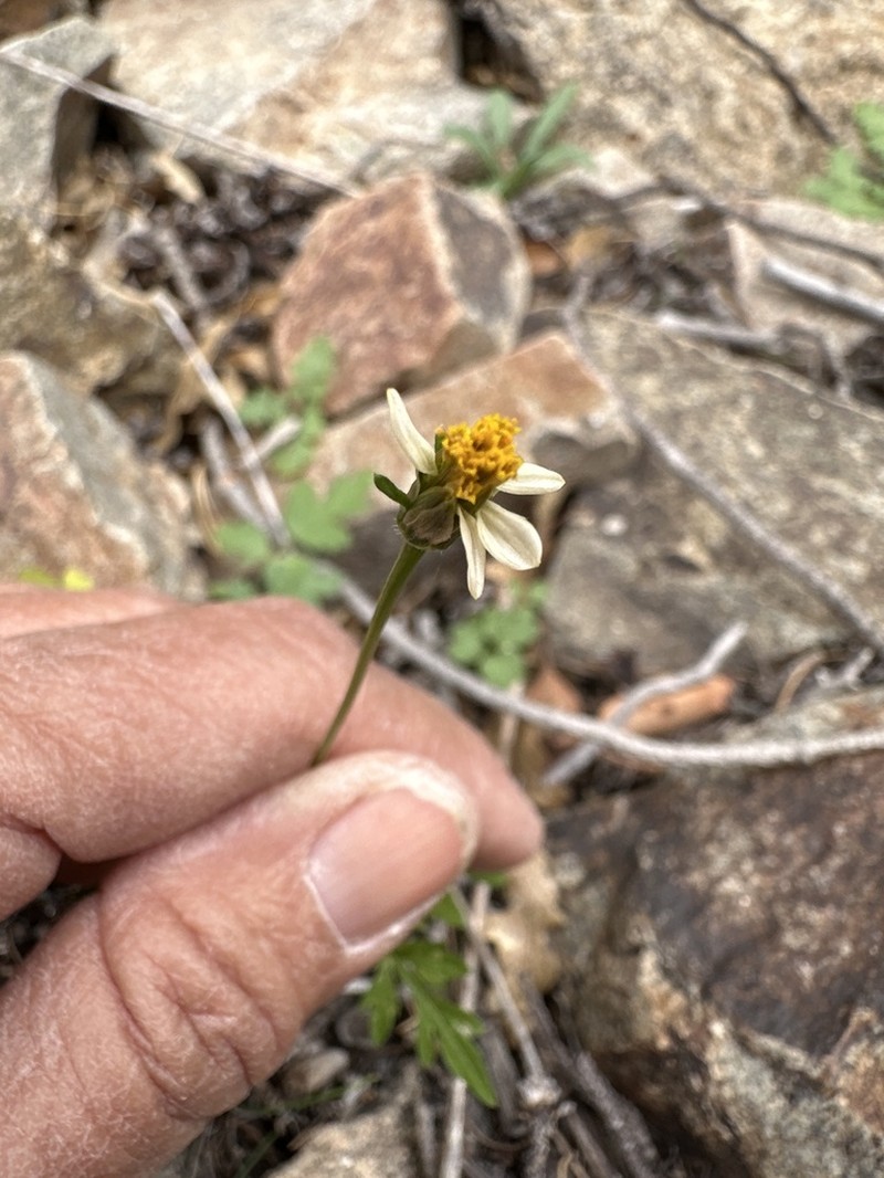 Bigelow's Beggarticks photo 3