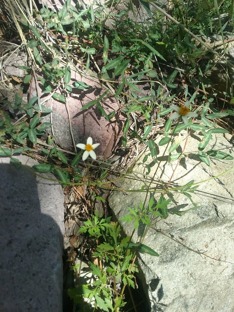 Bigelow's Beggarticks photo 6