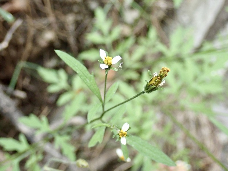 Bigelow's Beggarticks photo 7