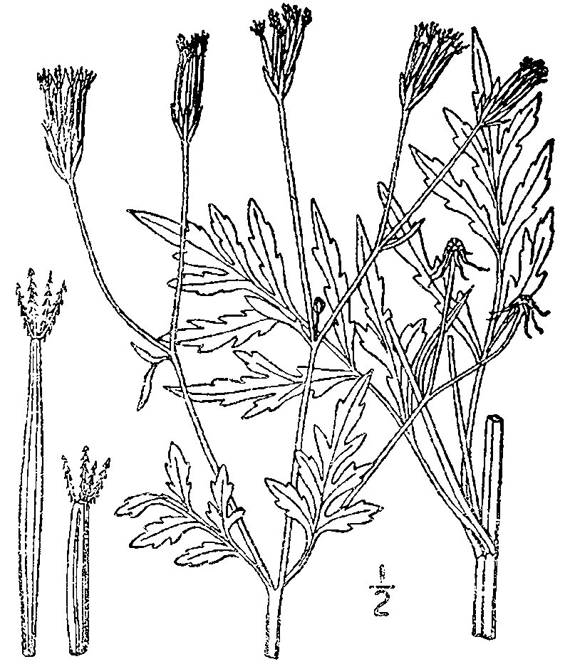Spanish Needles