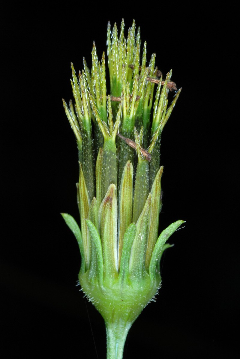 Spanish Needles photo 4