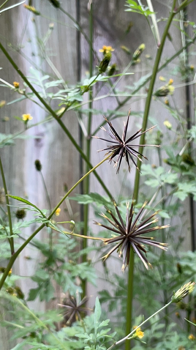 Spanish Needles photo 6