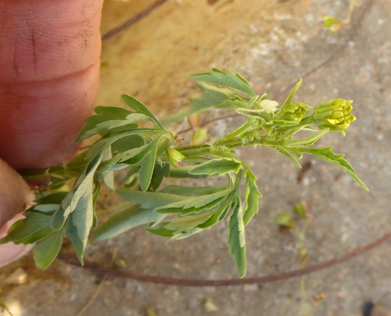 Spanish Needles photo 7