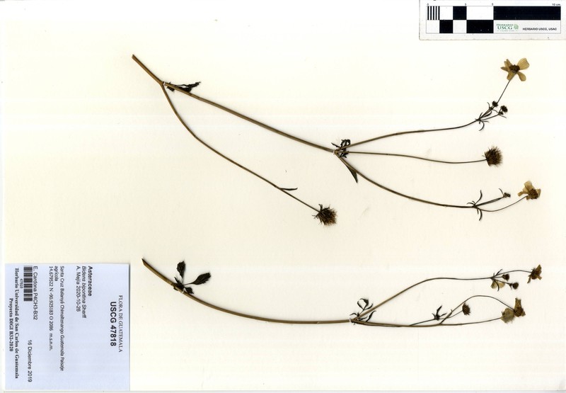 Bidens bipontina