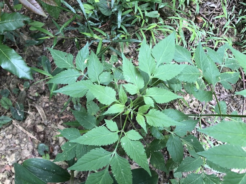 Bidens biternata