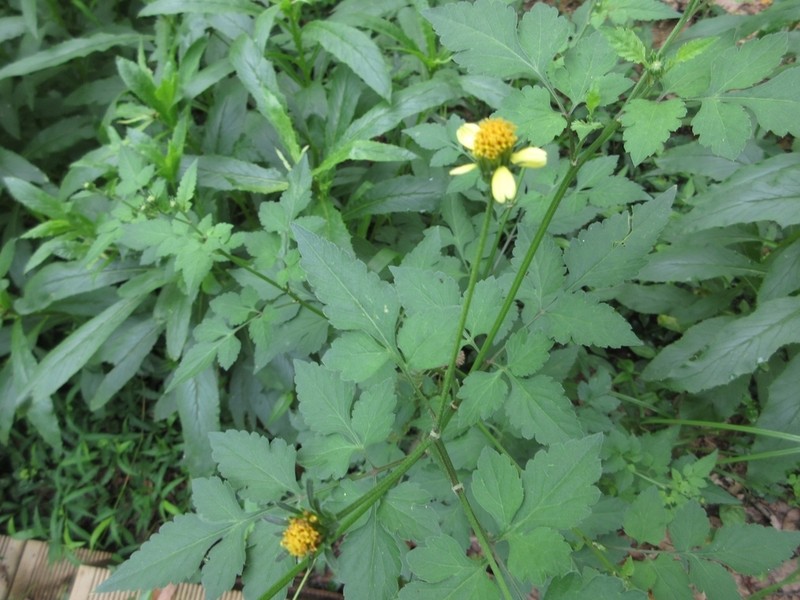 Bidens biternata photo 2