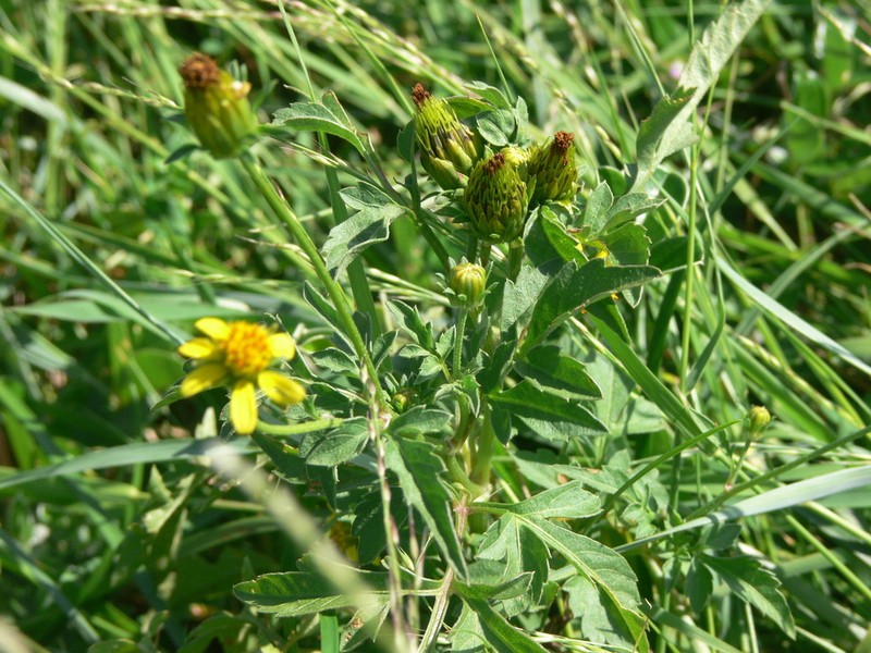 Bidens biternata photo 3