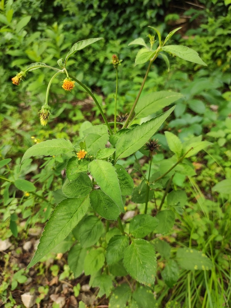 Bidens biternata photo 4