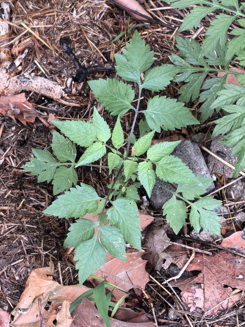 Bidens biternata photo 5