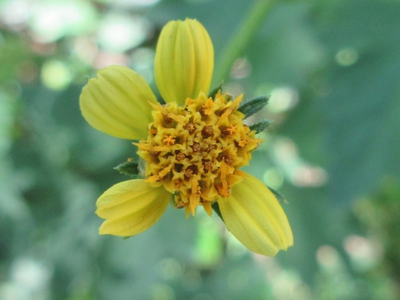 Bidens biternata photo 6