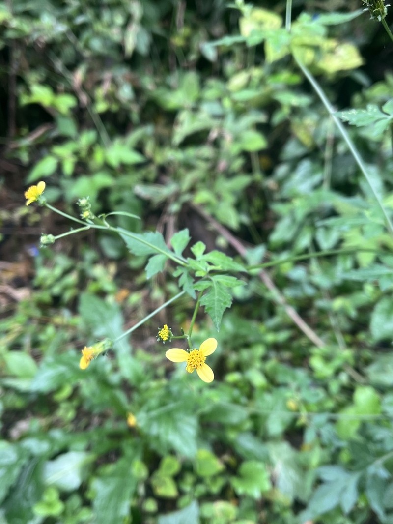 Bidens biternata photo 7