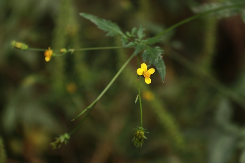 Bidens biternata photo 8
