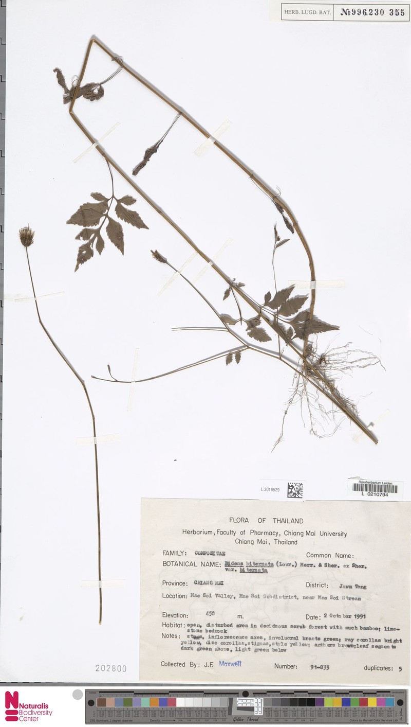 Bidens biternata var. biternata