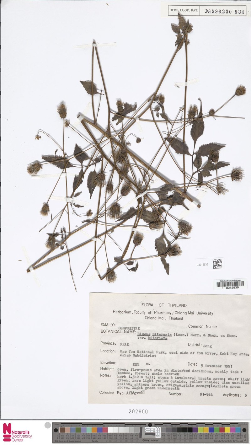 Bidens biternata var. biternata photo 2