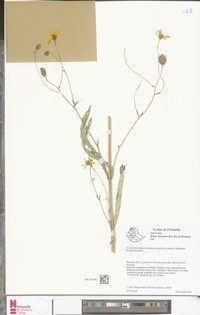 Bidens borianiana