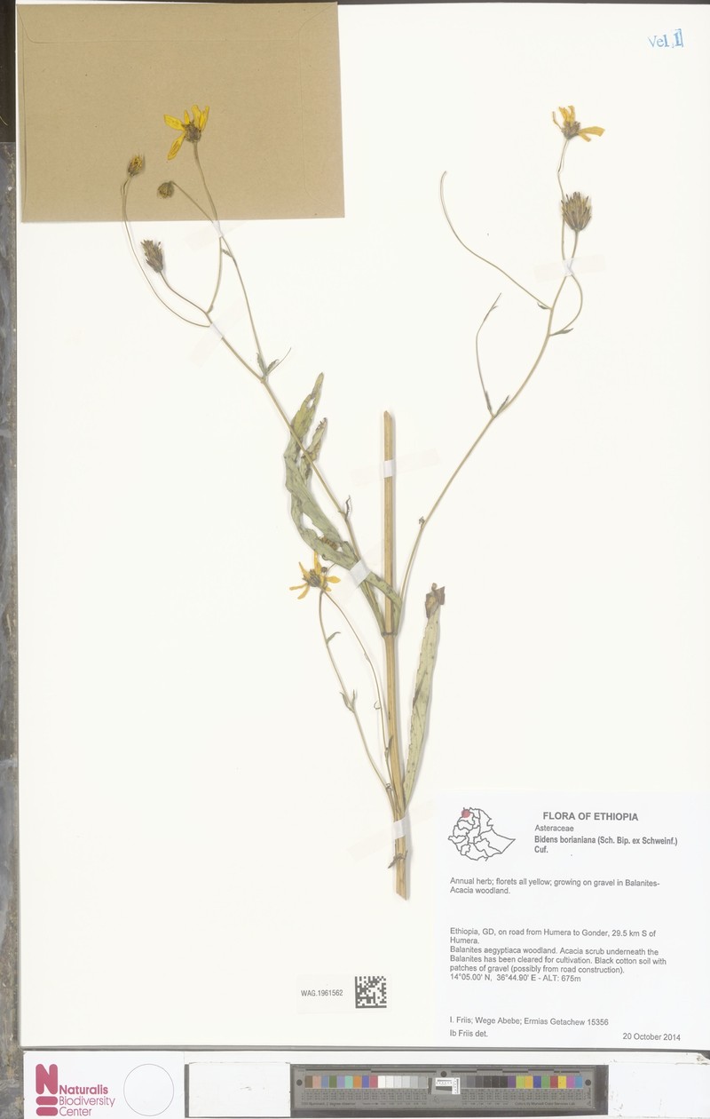 Bidens borianiana