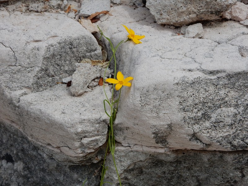 Bidens brandegeei photo 2