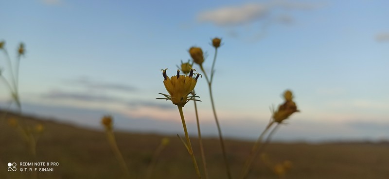 Bidens brasiliensis photo 3