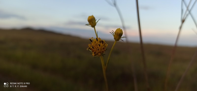 Bidens brasiliensis
