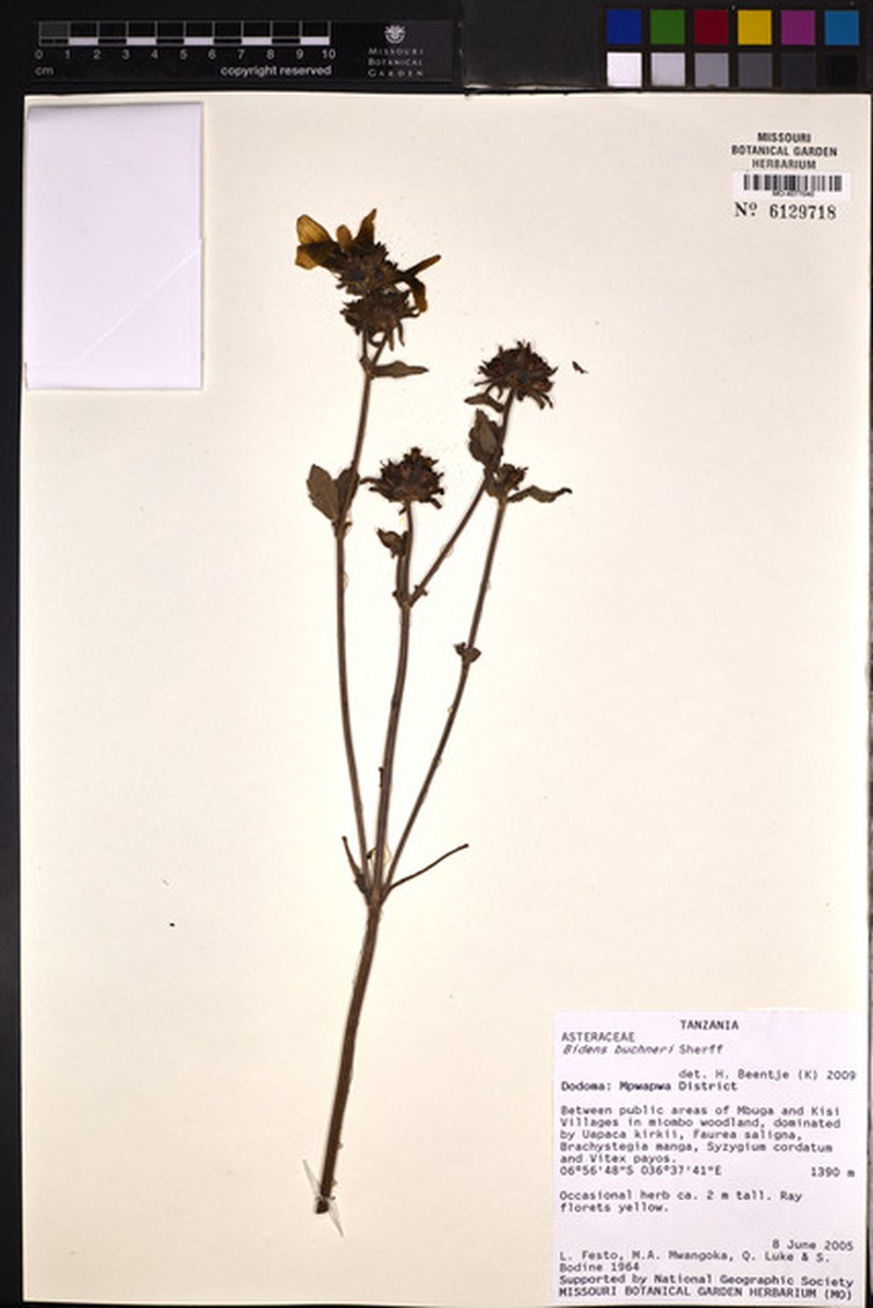 Bidens buchneri